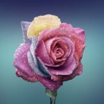 rose-729509_1280